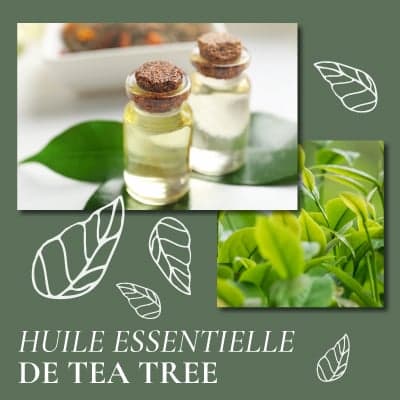 Tea tree : utilisation et bienfaits de l'huile essentielle d'arbre